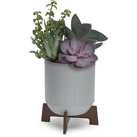 Mod Succulents