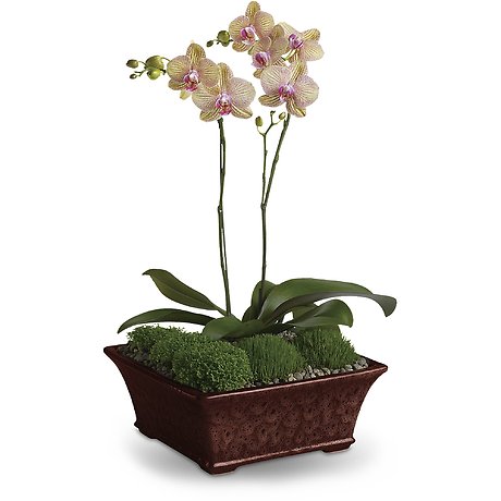 Divine Orchid