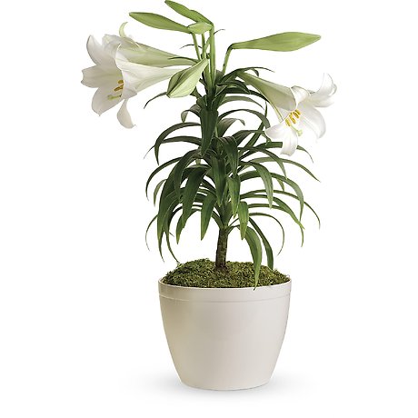 Easter Lily Plant