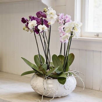 Enchanted Orchid Garden