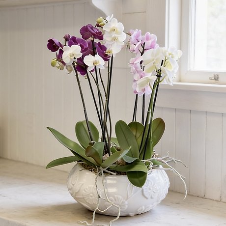 Enchanted Orchid Garden