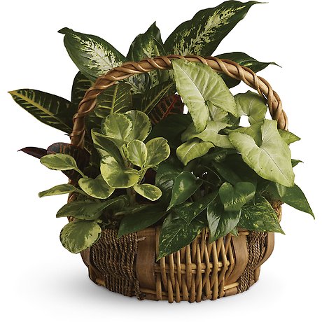 Plants