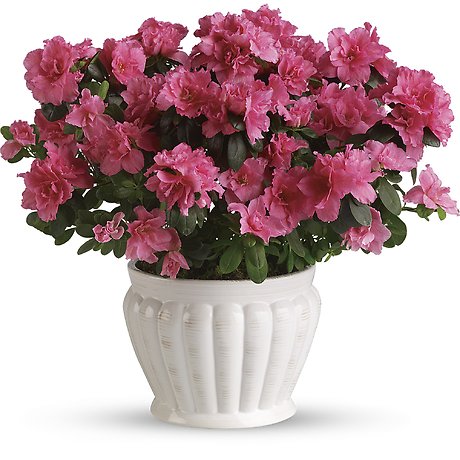 Pretty In Pink Azalea